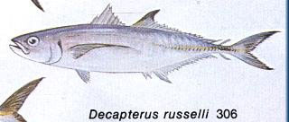 Decapterus russelli